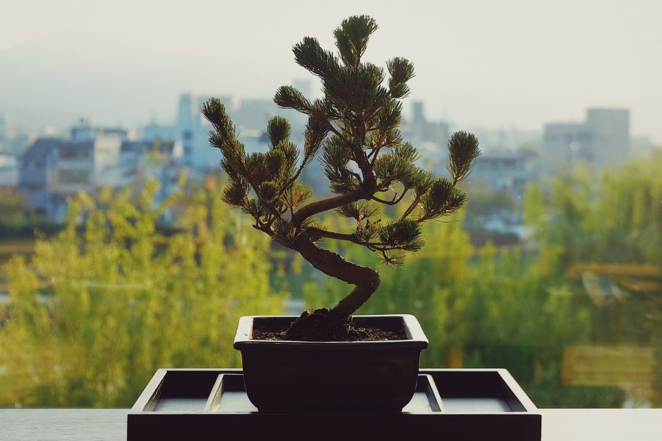 Image is not available